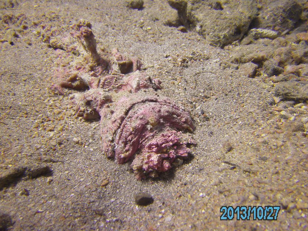 Arab Divers Dive Center And Bed & Breakfast Aqaba Exterior photo